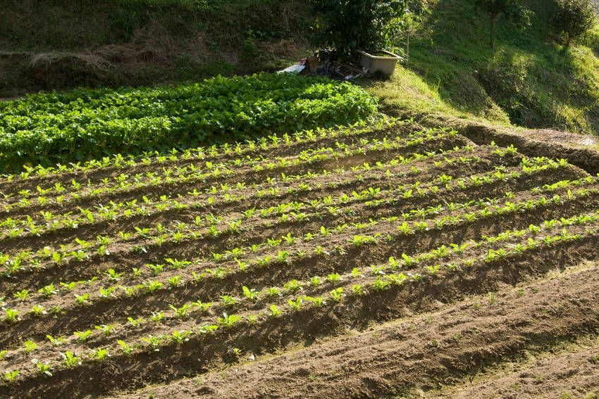 Succession Planting Radish